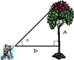 midiendo la altura de un árbol